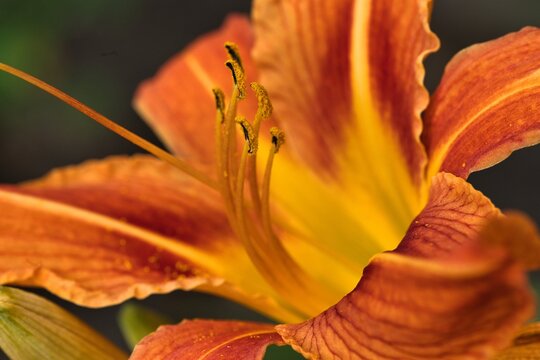 Kwiat. liliowiec (Hemerocallis), znany r&oacute;wnież jako dzienna lilia