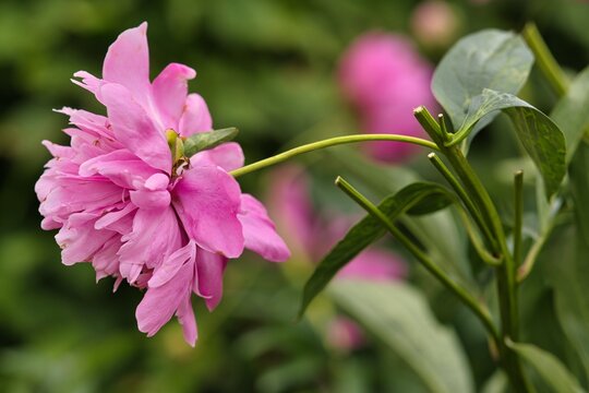 Kwiat. Piwonia (Paeonia)