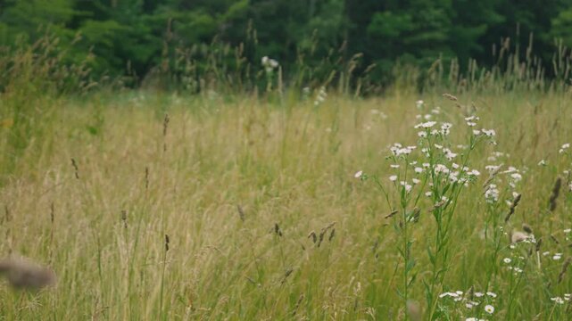 Close-up of Grass with Forest Background