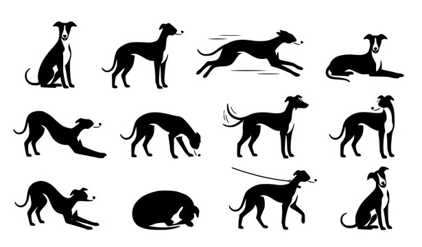 Greyhound Dog Silhouette Poses Collection Black and White Vector Illustration Set