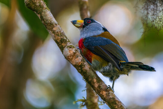 Toucan Barbet perched on a tree branch in Bellavista Cloud Forest, Ecuador