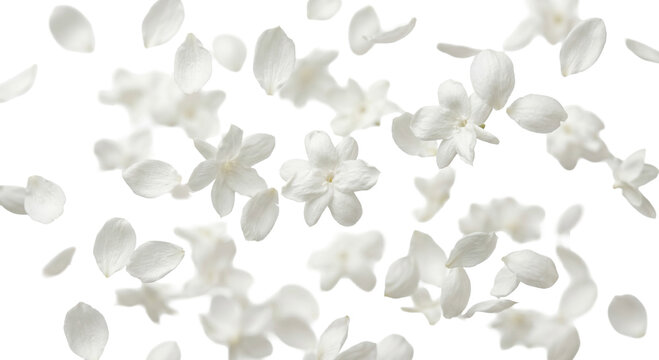 Delicate white jasmine flowers and petals gently falling against a clean white background