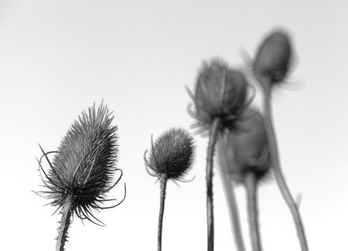 Fruchtst&auml;nde von der Wilden Karde (Dipsacus fullonum)