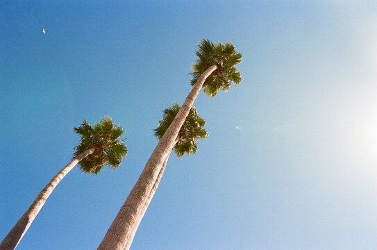 Looking up at tall palm trees on a sunny day