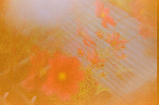 Hazy pink cosmos flowers in warm light through prism