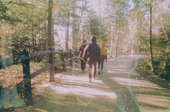 Three friends walking on a sunny forest trail