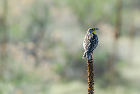 Western meadowlark perches on a dried plant stalk