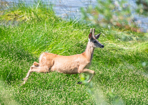 Young buck deer leaping through a green field