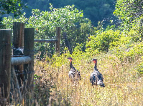 Two wild turkeys in a sunlit grassy meadow