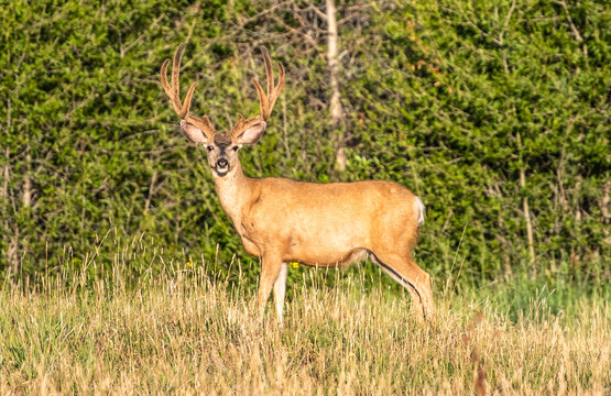 Mule deer buck with velvet antlers in a sunny meadow