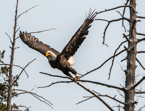 Bald eagle launches into flight from a dead tree