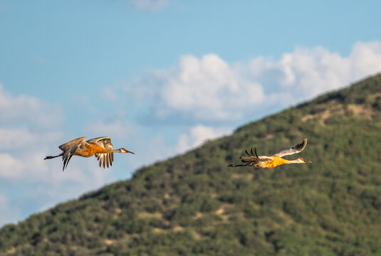Two sandhill cranes flying past a lush hillside