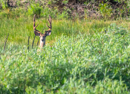 Young buck with velvet antlers peeking over bushes