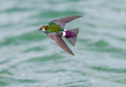Iridescent violet green swallow glides above water