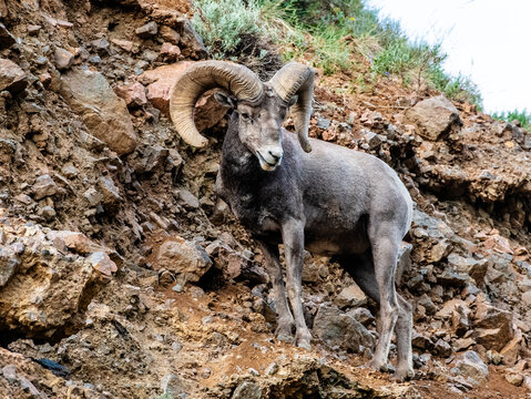 Bighorn sheep ram standing on a rocky mountainside