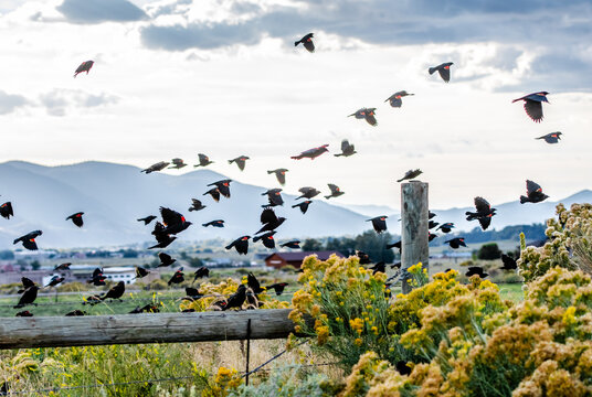 Flock of red winged blackbirds flying over fence