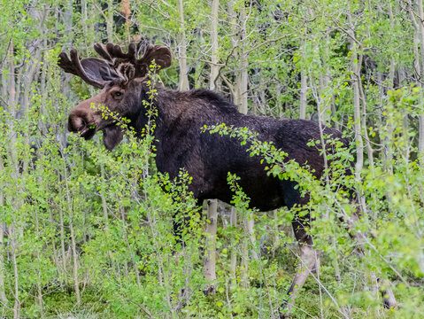 Bull moose with velvet antlers browsing in an aspen grove