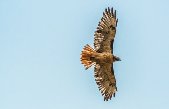 Red tailed hawk soars in a clear blue sky