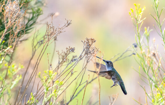 A hummingbird hovers amongst wild plants