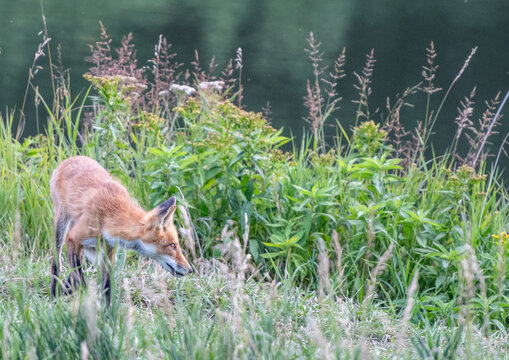 Young red fox stalking prey in a tall grass meadow