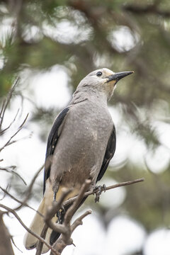 Clark's Nutcracker bird perches on a tree branch