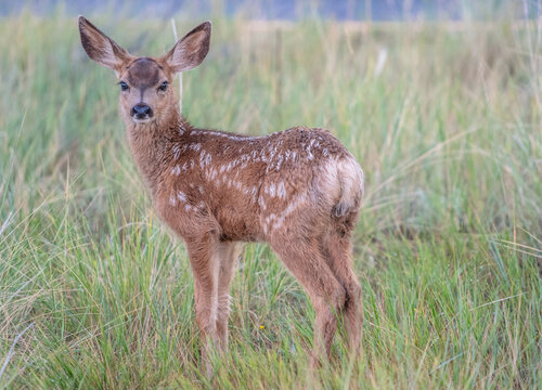 Young mule deer fawn watching from a meadow