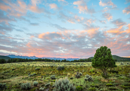 Lone tree in a meadow under a colorful sunset