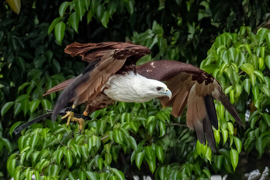 A photo of a Brahminy kite, also known as the elang bondol
