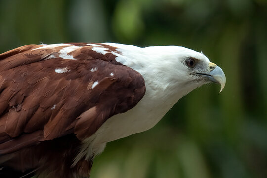 A photo of a Brahminy kite, also known as the elang bondol