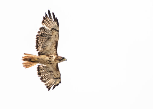 Red tailed hawk soaring against a white sky