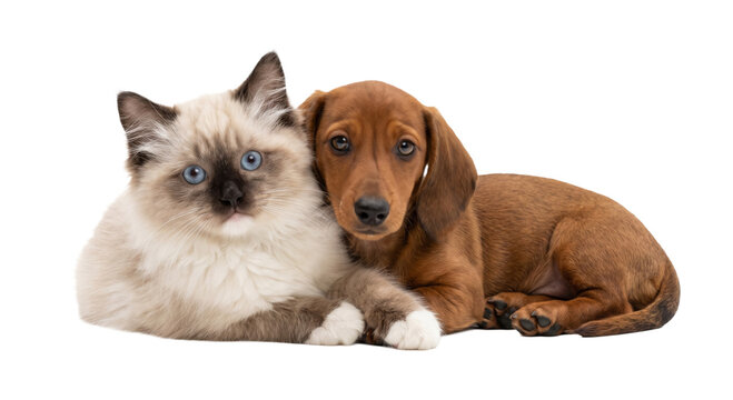 Adorable kitten and puppy cuddling together, best friends forever