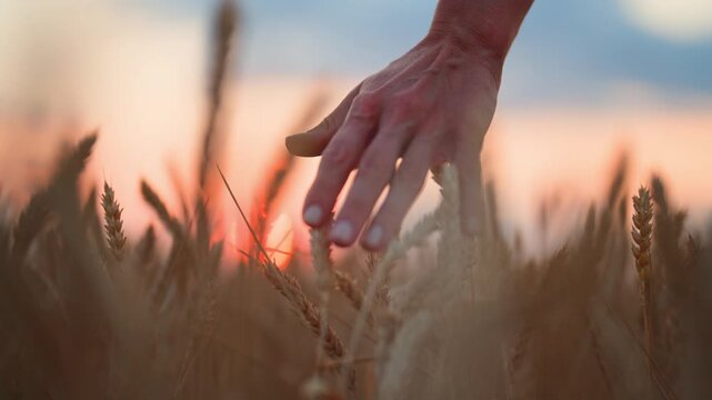 Closeup of female hand touching rye ears in sunset, walk in agricultural fields. Farmer woman stroking ripe wheat spikelet, agriculture and agribusiness, ecology save and environmental protection
