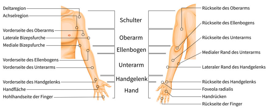 Upper Limb Regions Anatomy Diagram with Anatomical Labels, Medical illustration