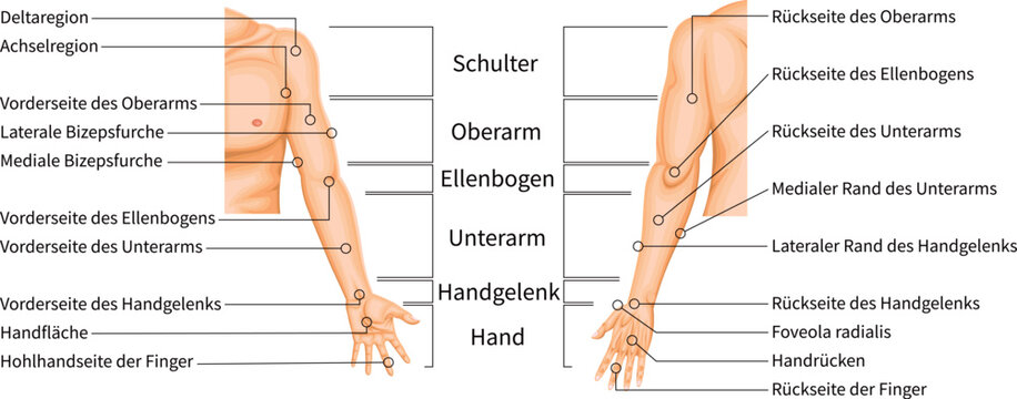 Upper Limb Regions Anatomy Diagram with Anatomical Labels, Medical illustration