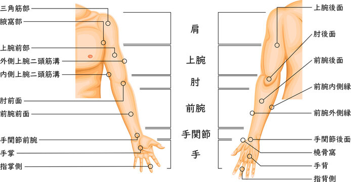 Upper Limb Regions Anatomy Diagram with Anatomical Labels, Medical illustration