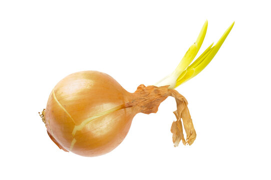 A yellow onion with green sprout, isolated on white