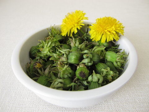 Freshly picked green dandelion buds in a small bowl