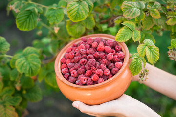 Freshly harvested raspberries in a bowl held against green leaves   © Maria A