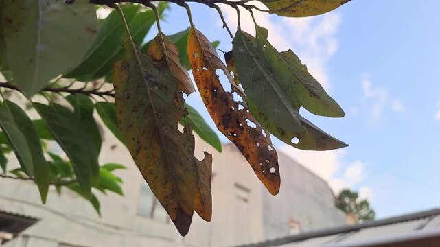 Unhealthy soursop tree with dry yellow spotted leaves and holes in home garden. Plant disease, failed harvest, drought, agriculture problem, crop damage, gardening concept