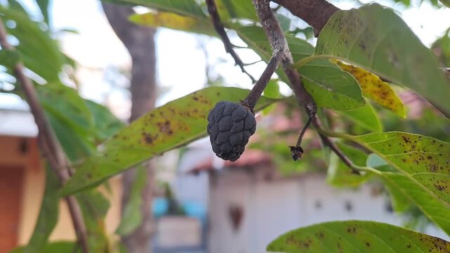 Unhealthy soursop tree with dry yellow spotted leaves and holes in home garden. Plant disease, failed harvest, drought, agriculture problem, crop damage, gardening concept