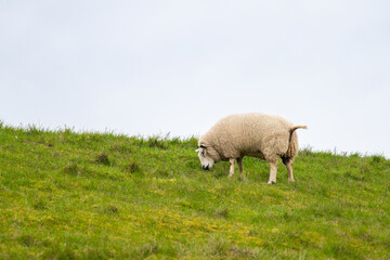Fototapeta premium Sheep on a pasture, livestock animal farm, stockbreeding, faming and agriculture in the Netherlands, sheeps on spring meadow 