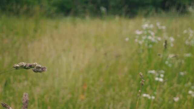 Close-up of Grass with Forest Background