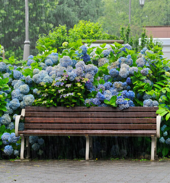紫陽花が微笑む雨の公園