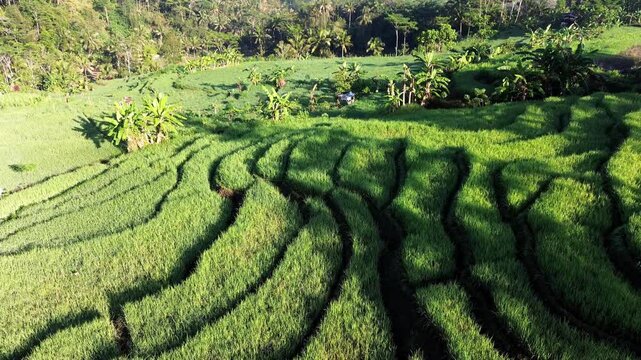 Aerial drone view of stunning terraced rice fields in Wonosobo, Central Java, Indonesia
