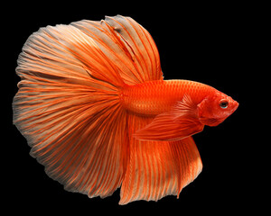 A striking portrait of a vibrant orange-red Halfmoon betta fish, displaying its elaborate, flowing tail fins against a deep black studio background, 17 july 2026 Indonesia © Adi