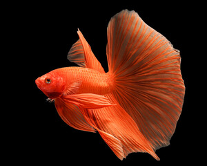 A striking portrait of a vibrant orange-red Halfmoon betta fish, displaying its elaborate, flowing tail fins against a deep black studio background, 17 july 2026 Indonesia © Adi