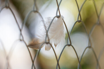 Soft feather rests on chain-link fence © schankz