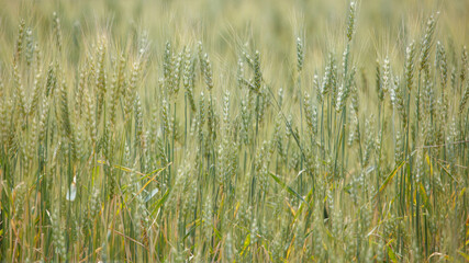 Obraz premium Golden wheat stalks sway gently in the field
