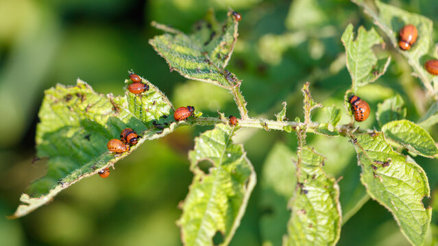 Colorado potato beetle eating potato leaves in the garden. Close-up