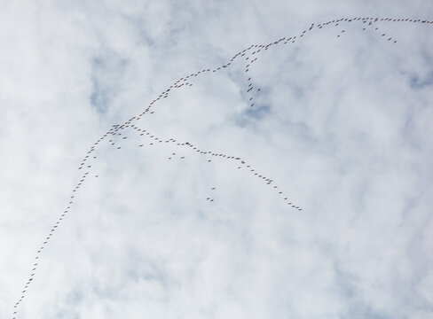 Migrating birds fly in a graceful, winding formation